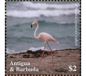 American flamingo (Phoenicopterus ruber) - Caribbean / Antigua and Barbuda 2020 - 2