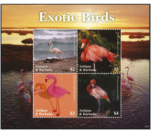 American flamingo (Phoenicopterus ruber) - Caribbean / Antigua and Barbuda 2020