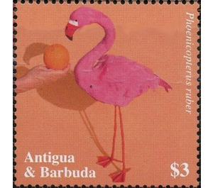 American flamingo (Phoenicopterus ruber) - Caribbean / Antigua and Barbuda 2020 - 3