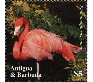 American flamingo (Phoenicopterus ruber) - Caribbean / Antigua and Barbuda 2020 - 5