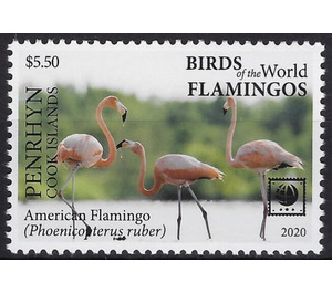 American Flamingo (Phoenicopterus ruber) - Polynesia / Penrhyn 2020