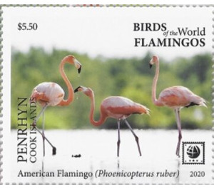 American Flamingo (Phoenicopterus ruber) - Polynesia / Penrhyn 2020