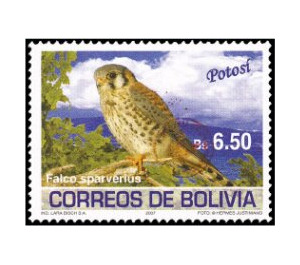 American Kestrel (Falco sparverius) - South America / Bolivia 2019 - 6.50