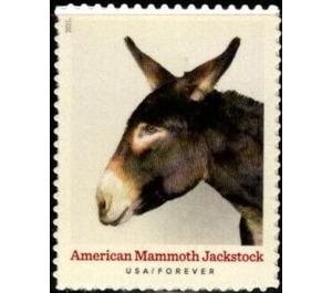 American Mammoth Jackstock - United States of America 2021