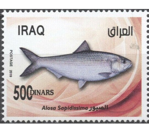 American shad (Alosa sapidissima) - Iraq 2019 - 500