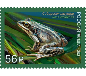 Amur Brown Frog (Rana amurensis) - Russia 2021 - 56