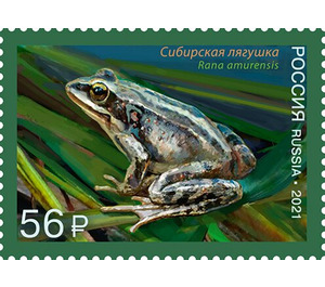 Amur Brown Frog (Rana amurensis) - Russia 2021 - 56