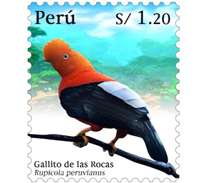 Andean Cock-of-the-Rock (Rupicola peruvianus) - South America / Peru 2020 - 1.20