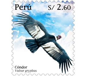 Andean condor (Vultur gryphus) - South America / Peru 2020 - 2.60