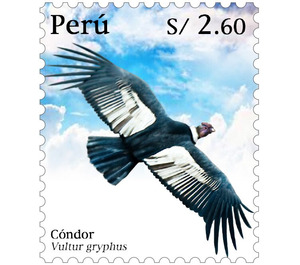 Andean condor (Vultur gryphus) - South America / Peru 2020 - 2.60