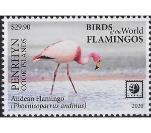 Andean Flamingo (Phoenicoparrus andinus) - Polynesia / Penrhyn 2020