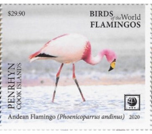 Andean Flamingo (Phoenicoparrus andinus) - Polynesia / Penrhyn 2020