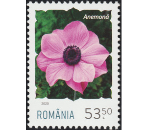 Anemone - Romania 2020 - 53.50