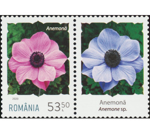 Anemone - Romania 2020 - 53.50