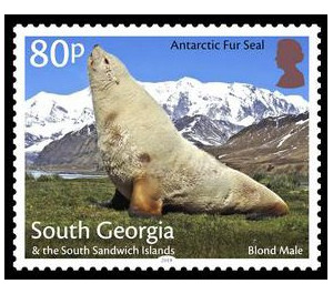 Antaractic Fur Seal : Blond Male - Falkland Islands, Dependencies 2018 - 80