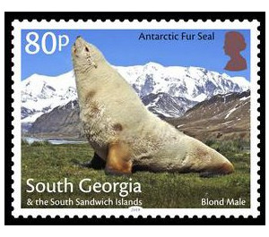 Antaractic Fur Seal : Blond Male - Falkland Islands, Dependencies 2018 - 80