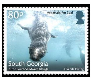 Antaractic Fur Seal : Juvenile Diving - Falkland Islands, Dependencies 2018 - 80
