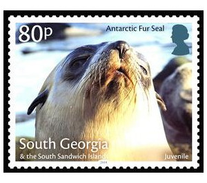 Antaractic Fur Seal : Juvenile - Falkland Islands, Dependencies 2018 - 80
