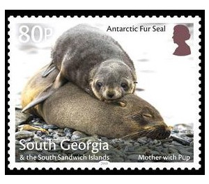 Antaractic Fur Seal : Mother With Pup - Falkland Islands, Dependencies 2018 - 80