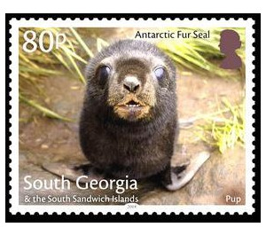 Antaractic Fur Seal : Pup - Falkland Islands, Dependencies 2018 - 80