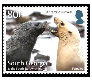 Antaractic Fur Seal : Two Females - Falkland Islands, Dependencies 2018 - 80