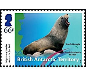 Antarctic Fur Seal (Arctocephalus gazella) - British Antarctic Territory 2018 - 66