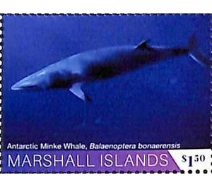 Antarctic minke whale - Micronesia / Marshall Islands 2020 - 1.50