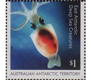 Antarctic Neosquid (Alluroteuthis antarcticus) - Australian Antarctic Territory 2017 - 1