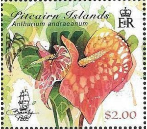 Anthurium andraeanum - Polynesia / Pitcairn Islands 2018