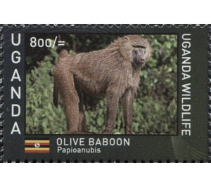 Anubis or Olive Baboon (Papio anubis) - East Africa / Uganda 2017 - 800