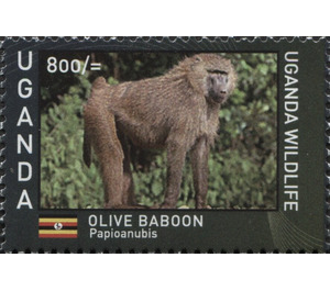 Anubis or Olive Baboon (Papio anubis) - East Africa / Uganda 2017 - 800