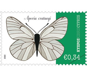 Aporia crataegi - Cyprus 2020 - 0.34