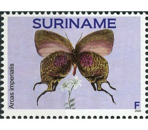 Arcas imperialis - South America / Suriname 2020
