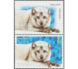 Arctic Fox (Vulpes lagopus) - Romania 2020 - 7