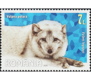 Arctic Fox (Vulpes lagopus) - Romania 2020 - 7