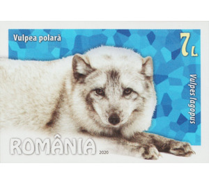 Arctic Fox (Vulpes lagopus) - Romania 2020 - 7