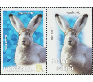 Arctic Hare (Lepus arcticus) MS - Romania 2020 - 19