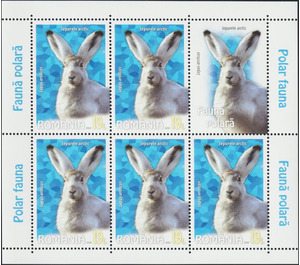 Arctic Hare (Lepus arcticus) MS - Romania 2020