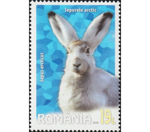 Arctic Hare (Lepus arcticus) - Romania 2020 - 19