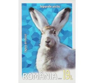 Arctic Hare (Lepus arcticus) - Romania 2020 - 19