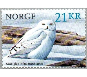 Arctic Owl (Bubo scandiacus) - Norway 2018 - 21