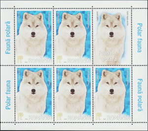 Arctic Wolf (Canis lupus arctos) MS - Romania 2020