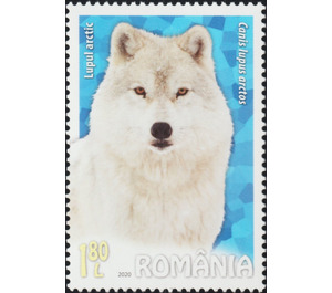 Arctic Wolf (Canis lupus arctos) - Romania 2020 - 1.80