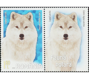 Arctic Wolf (Canis lupus arctos) - Romania 2020 - 1.80