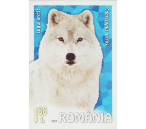 Arctic Wolf (Canis lupus arctos) - Romania 2020 - 1.80