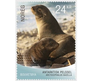 Arctocephalus gazella (The Antarctic fur seal) - Norway 2018 - 24