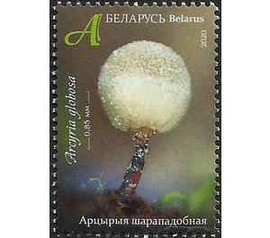 Arcyria globosa - Belarus 2020