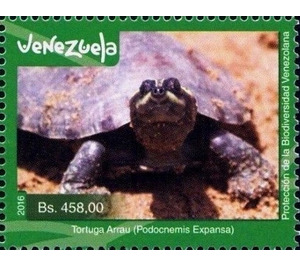 Arrau Turtle (Podocnemis expansa) - South America / Venezuela 2016 - 458