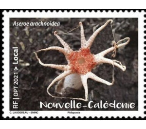 Aseroe arachnoidea - Melanesia / New Caledonia 2021