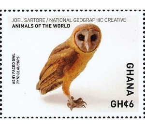 Ashy-faced Owl    Tyto glaucops - West Africa / Ghana 2017 - 6